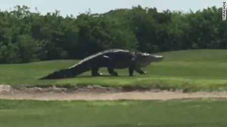 crocodile clips for golf